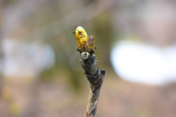 Unopened bud on a tree branch, blurred warm background. Minimalistic natural spring background. The concept of the nature arrival in spring, the rebirth of nature after winter. Selective focus.