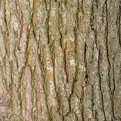close up Bark texture of tree background