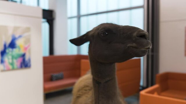 Cute llama in a startup office, looking around,closeup.