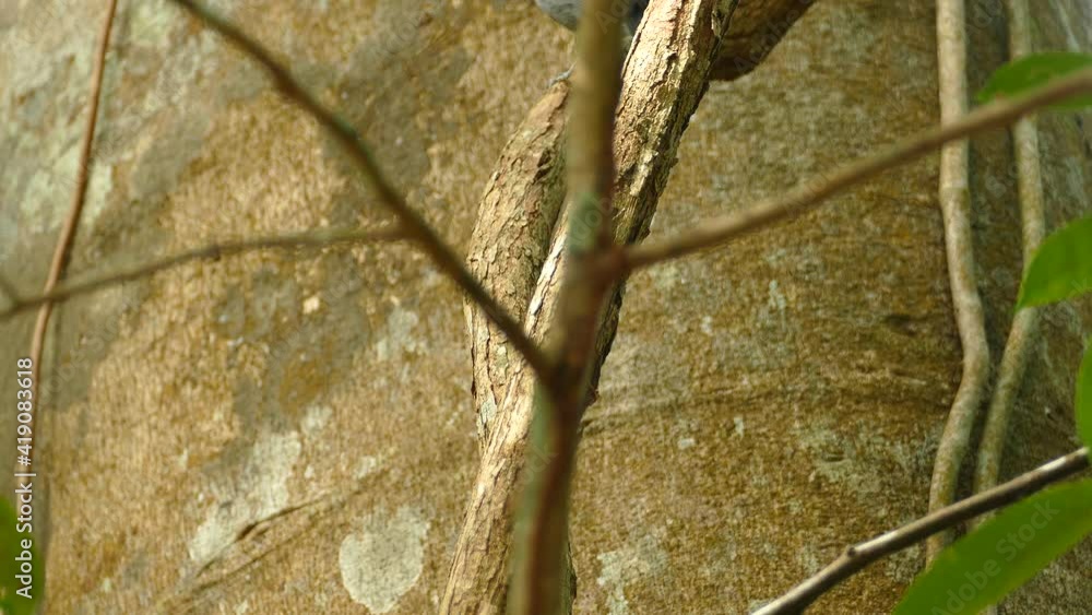 Poster common bird walks hopping on tree branch. static shot and low angle