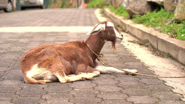 Goat sitting  in street