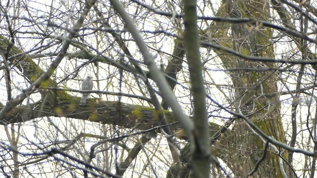 Sharp-Shinned Hawk bird sitting on tree branch looking for prey