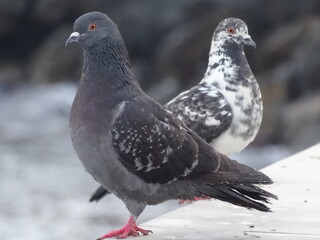 Pigeons next to the sea