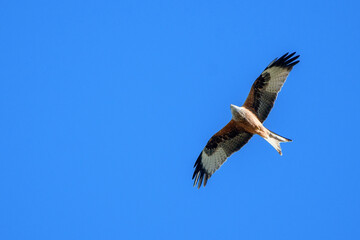 red kite flying past in blue sky, Switzerland