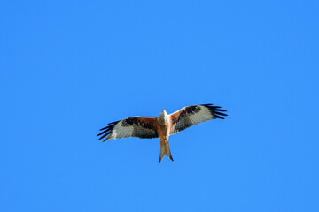 Obraz premium red kite flying past in blue sky, Switzerland