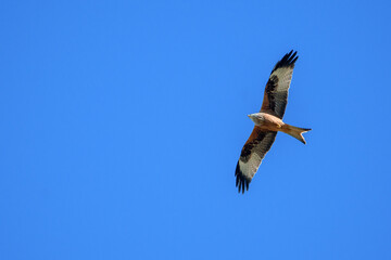 red kite flying past in blue sky, Switzerland