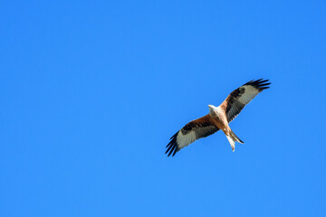 Obraz premium red kite flying past in blue sky, Switzerland