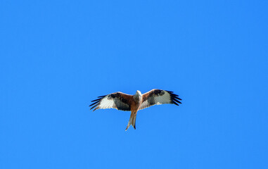 Obraz premium red kite flying past in blue sky, Switzerland