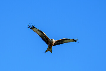 red kite flying past in blue sky, Switzerland