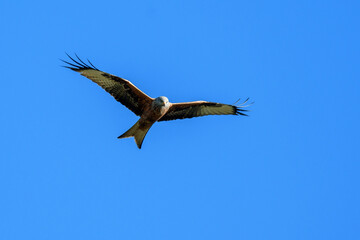 red kite flying past in blue sky, Switzerland