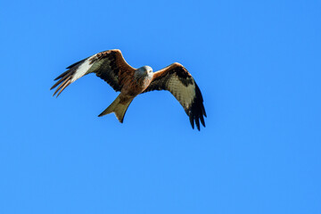 red kite flying past in blue sky, Switzerland