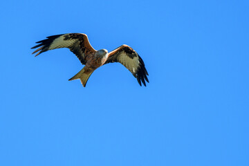 red kite flying past in blue sky, Switzerland
