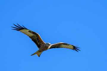 Fototapeta na wymiar red kite flying past in blue sky, Switzerland
