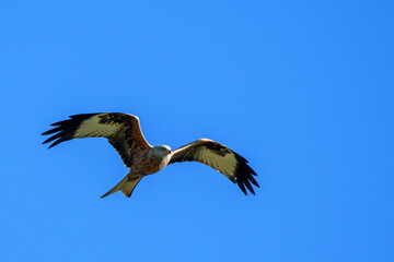 red kite flying past in blue sky, Switzerland