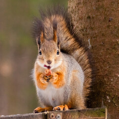 red squirrel eating nut