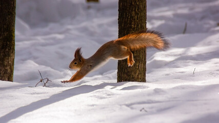 running red squirrel in the winter forest © Tia Gata