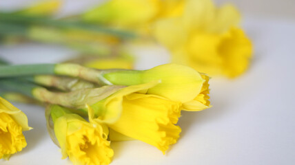 Yellow daffodils on a white background. Spring in the Air. March. April. Gift design cards idea