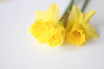 Naklejka na ściany i meble Yellow daffodils on a white background. Spring in the Air. March. April. Gift design cards idea