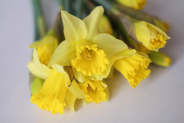 Yellow daffodils on a white background. Spring in the Air. March. April. Gift design cards idea