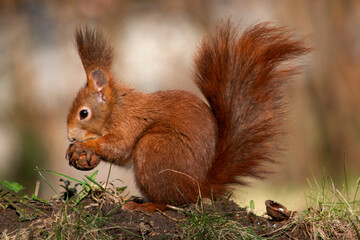 Naklejka na ściany i meble ruda wiewiórka w parku 