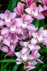 Fototapeta na wymiar Bunch of blooming phalenopsis orchid pink flowers in greenhouse