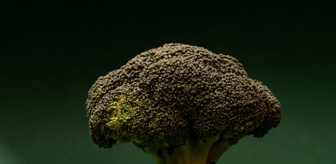Broccoli on a dark green background. Wide picture