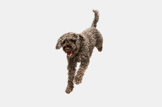 Cute funny big Lagotto romagnolo dog posing isolated over white background.