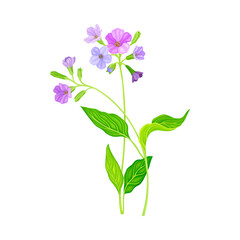 Violet Florets of Lungwort or Pulmonaria Flowering Plant Vector Illustration