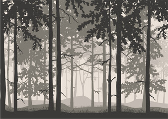 Forest background, silhouettes of trees. Magical misty landscape. Illustration. 