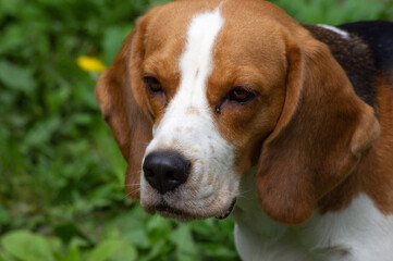 beagle in grass