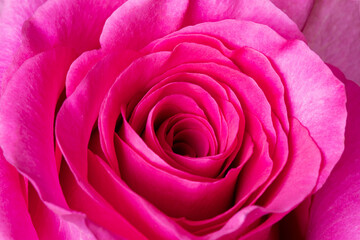 Rose flower close up pink