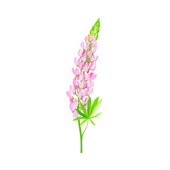 Naklejka premium Lupin or Lupine Flowering Plant with Palmately Green Leaves and Lilac Dense Flower Whorl Vector Illustration