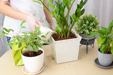 Transplanting plants. Transplanting houseplants, zamiokulkas in a pot. Watering the flower. Step 4