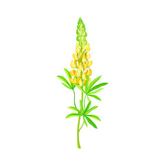 Yellow Lupinus or Lupine Dense Flower with Palmately Green Leaves on Erect Stem Vector Illustration