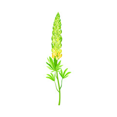 Blossom of Lupin or Lupine Flowering Plant with Palmately Green Leaves and Dense Flower Whorl Vector Illustration