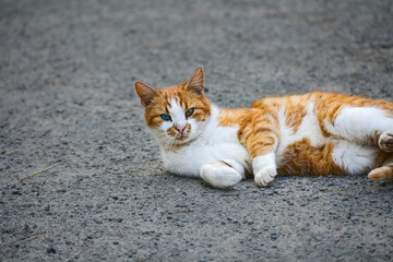 chat aux yeux vérons