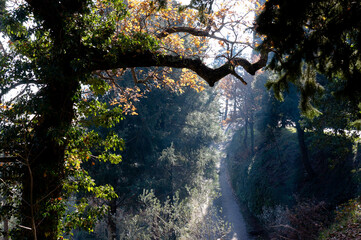 A path in the forest, going down, surrounded by the rays of the sun and a beautiful forest and ancient oak trees 