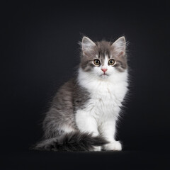 Fototapeta na wymiar Cute blue white bicolor Siberian Forestcat, sitting up side ways with tail neatly folded around body. Looking straight towards lense. Isolated on a black background.
