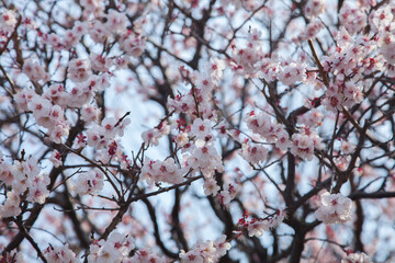 plum blossoms in the spring sky