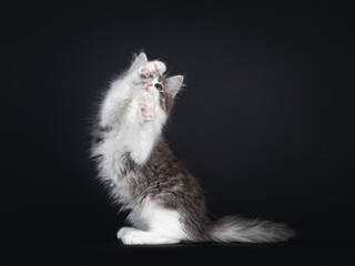 Cute blue white bicolor Siberian Forestcat, sitting side on hind paws, reaching up to catch something. Isolated on a black background.