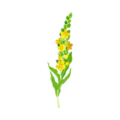 Mullein Plant with Yellow Blooming Florets and Dense Rosette of Leaves Vector Illustration