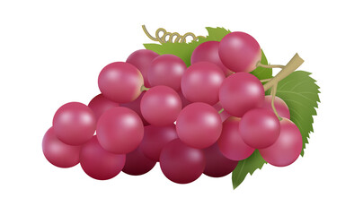 Red grape. Realistic grapes bunch, isolated farm fruit. Natural raw product, winery garden element. Fresh juicy food vector illustration. Natural product realistic, juice fruit for winery