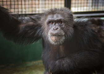 Chimpanzee Portrait Indoors