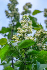 A blooming branch of white lilac in the May garden against the blue sky