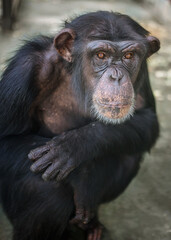 Closeup of Chimpanzee