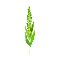 Mullein with Tall Flowering Stem and Yellow Florets Blooming on It Vector Illustration