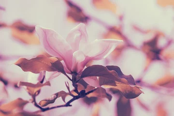 Fototapeten Blossoming Magnolia tree. Pink magnolia flowers. Natural vintage flowers background © vvvita