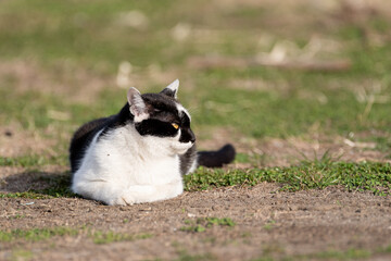 のんびり過ごす猫