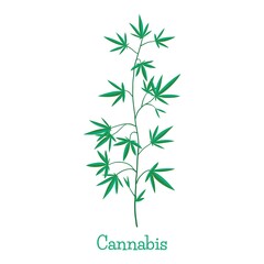 Hemp. Cannabis. Marijuana. Growing plant. Gardening. Isolated illustration on white background.