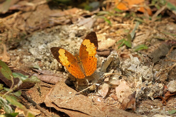 Rustic Butterfly, Cupha erymanthis, Kudremukh Wildlife Sanctuary, Karnataka India